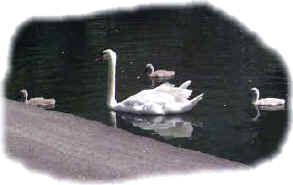 Baby Swans and their mother.